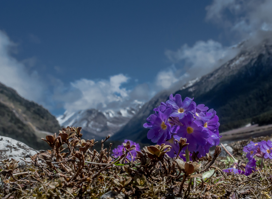 Chopta Valley